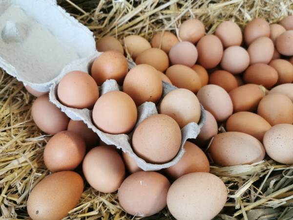 Buy free range fresh eggs from Hiltonbury farm